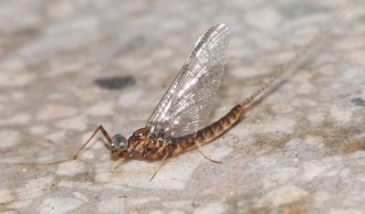 Kageronia fuscogrisea imago male