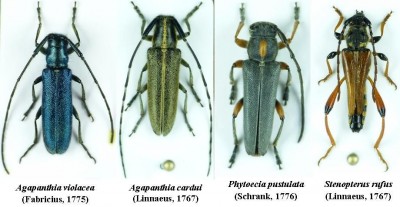 Cerambycidae 1.jpg