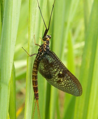 Ephemera vulgata imago male