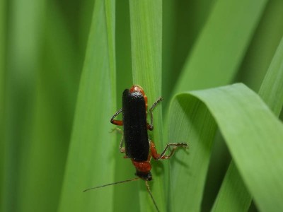 Cantharis pellucida 1.JPG