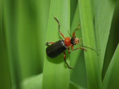 Cantharis pellucida 2.JPG