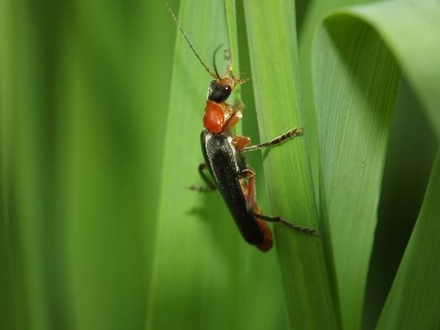 Cantharis pellucida 3.JPG