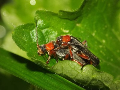 Cantharis pellucida 4.JPG