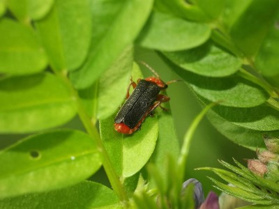 Cantharis pellucida 5.JPG