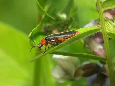 Cantharis pellucida 6.JPG