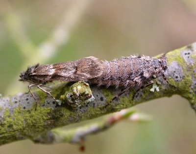 Dasystoma salicella.jpg