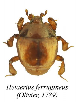 Hetaerius.JPG