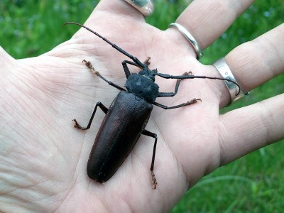 Callergates gaillardoti - samiec na mojej dłoni pozyskany kilka dni temu, w maju 2013, z larw zebranych 18. V. 2012.