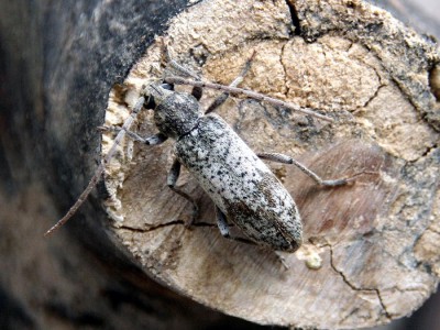 Trichoferus kotschyi