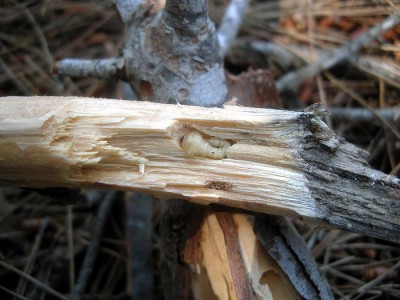 Okolice Aghios Nicolaos 14. V. 2012 r. - cienkie sosnowe patyczki, a wewnątrz nich larwy Chrysobothris sp.