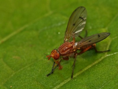 Norellisoma spinimanum.jpg