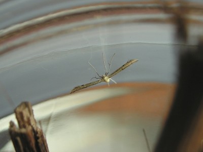 a.microdactyla_imago3.JPG