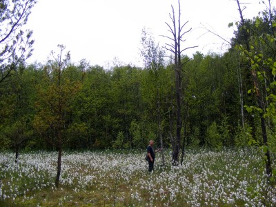 czterokropek na torfie.jpg