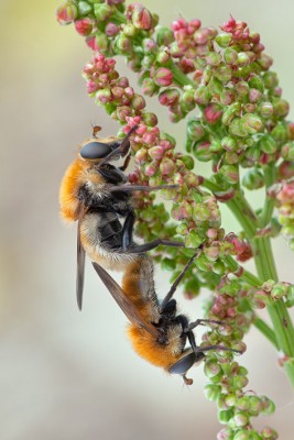 Beskid Wysoki, 30 maja, Volucella?