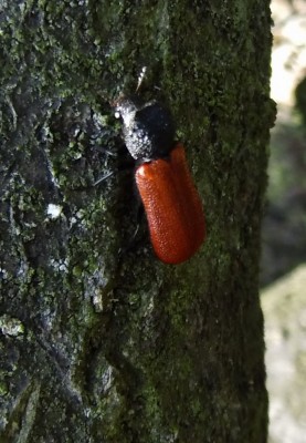 Bostrichus capucinus