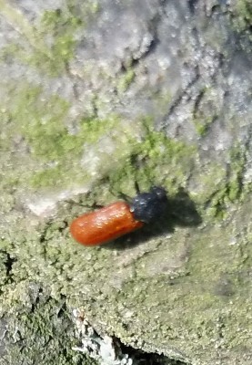 Bostrichus capucinus