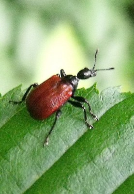 Apoderus coryli