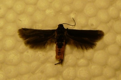 Scythris sinensis.JPG