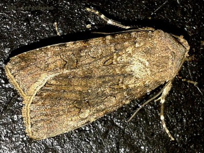 Agrotis segetum 06.06. 2013