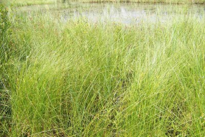 Carex lasiocarpa przy zbiorniku