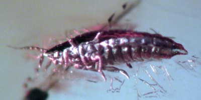 larva1.jpg