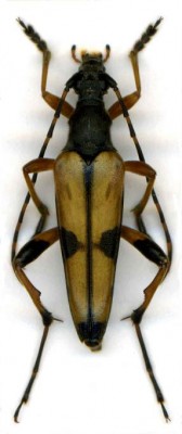 Rutpela maculata.jpg