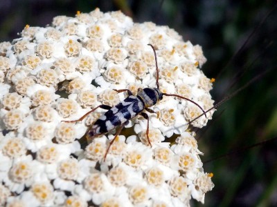 Ciekawie ubarwiony Plagionotus (Echinocerus) floralis