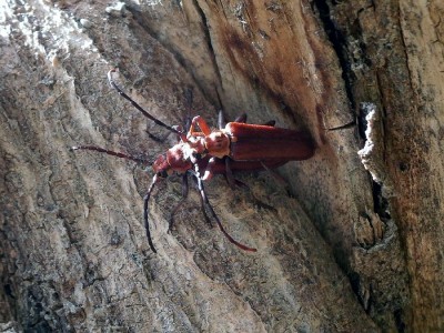 Enoploderes sanguineus in copula