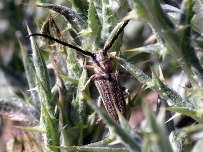 Pteromallosia albolineata ukryta w oście