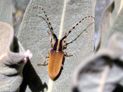 Agapanthia kirbyi