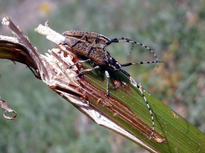 Agapanthia valteri in copula