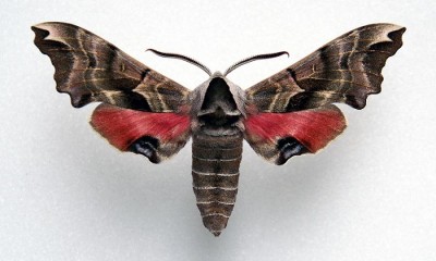 Smerinthus caecus