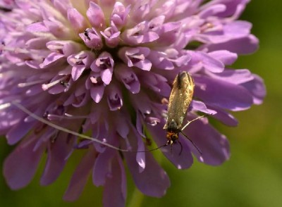 Nemophora metallica lub cupriacella.JPG