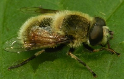 Eristalis anthophorina 1