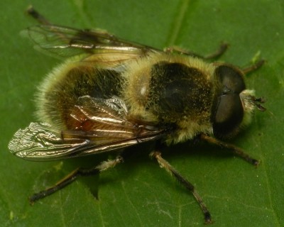 Eristalis anthophorina 2