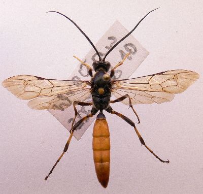 Ichneumonid.JPG