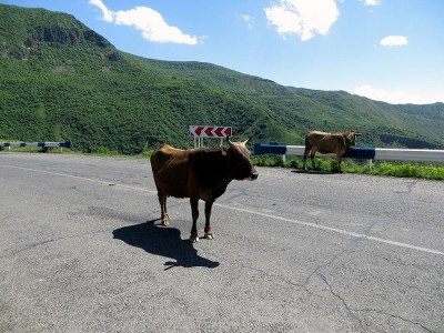 Krowa (względnie koza lub osioł) na drodze - naturalny widok nawet na największych drogach Armenii.