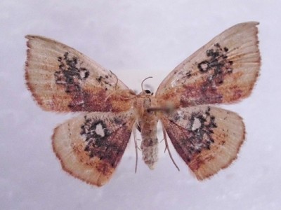 C. albiocellaria - Kopia - Kopia.JPG