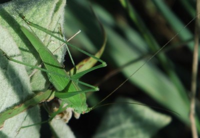 Phaneroptera falcata