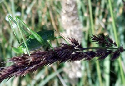 może Leptophyes punctattisima ?