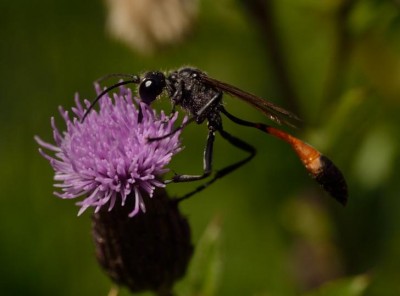 Mimesa, 23.07.2013, XT70, Grabownica.JPG