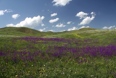 Łąki na stokach Mt. Arailer