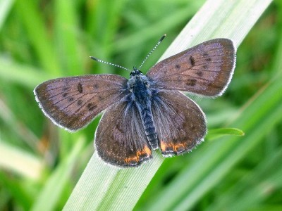 Lycaena h....JPG