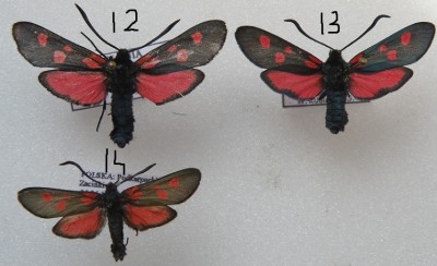 12. Bieszczady, Smerek 29.06.2012<br />13. Bieszczady, Smerek 30.06.2012 Z. angelicae?<br />14. Zacinki, Podkarpackie  26.06.1999 - trifolii