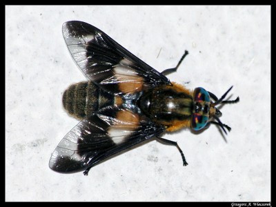 chrysops1.jpg