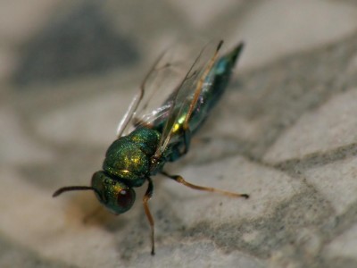 Pteromalidae.jpg