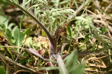 Scabiosa ochroleuca zaatakowana przez Stenoptilia bipunctidactyla.jpg