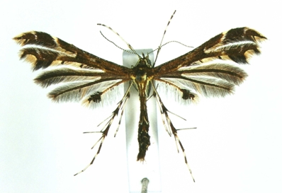 Oxyptilus ericetorum.jpg