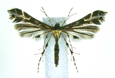 Oxyptilus parvidactyla.jpg