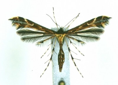 Oxyptilus pilosellae.jpg